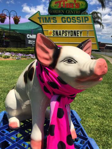 The Pig at Tim’s Garden Centre, in Campbelltown, is looking very stylish today. #SnapSydney2016 #SnapMacarthur #SnapSydney