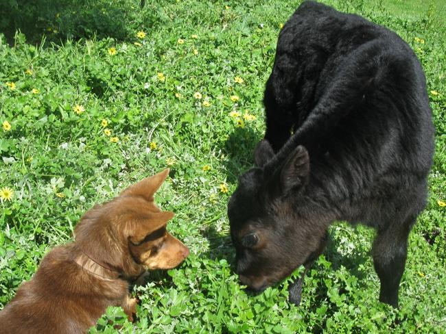 Best friends: Dave the Kelpie and Cecil the calf. Picture: Philippa Packer