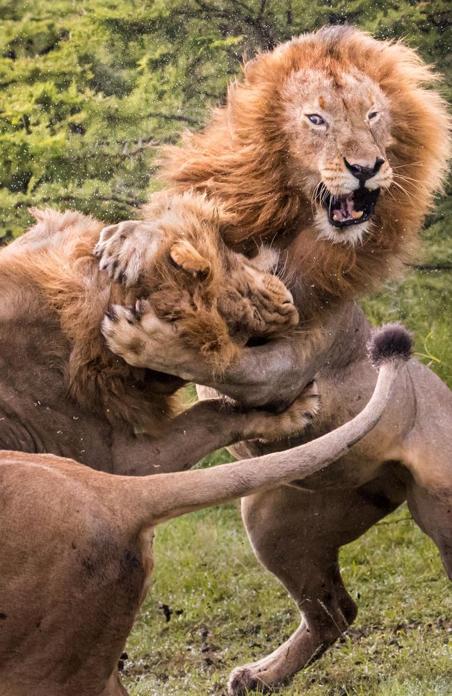 Lions of Kenya’s Masai Mara: incredible photos of lions fighting ...