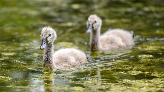 One cygnet follows another. Picture: Lyn Fletcher