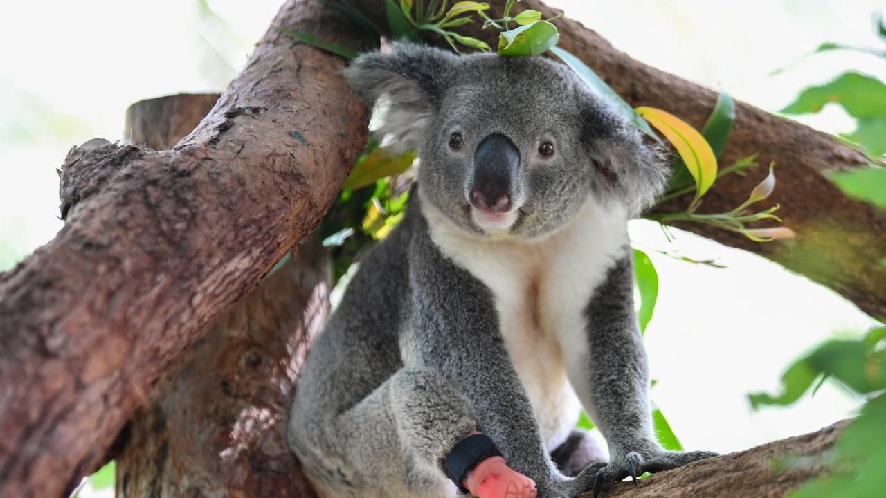 LISMORE, AUSTRALIA – FEBRUARY 24: Triumph the koala sits in his enclosure with his new prosthetic limb attached to his right foot on February 24, 2021 in Lismore, Australia. Triumph the koala was taken into care in 2017 after being found with his dying mother on a property in Lismore in northern New South Wales. Vets soon discovered Triumph's missing foot, a birth defect that affected his ability to move and sometimes caused him pain. After a long search by Triumph's carers at Friends of the Koala for someone who could successfully make a prosthetic koala foot, the solution came from a local prosthetic dentist in Lismore, Jon Doulman, who took a cast of Triumph's stump and created a prosthetic boot-like attachment made from rubber and attached with velcro. The five-year-old koala was recently fitted with his new foot, and immediately began grooming, climbing and crawling with the prosthetic in place. (Photo by James D. Morgan/Getty Images)