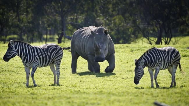 The Zoo’s staff will double to cater for new animal additions. Picture: David Caird