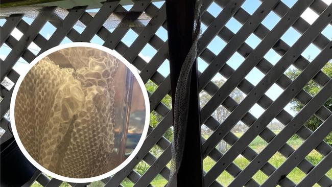 A snakeskin found hanging from the lattice of a verandah at a Granville home.