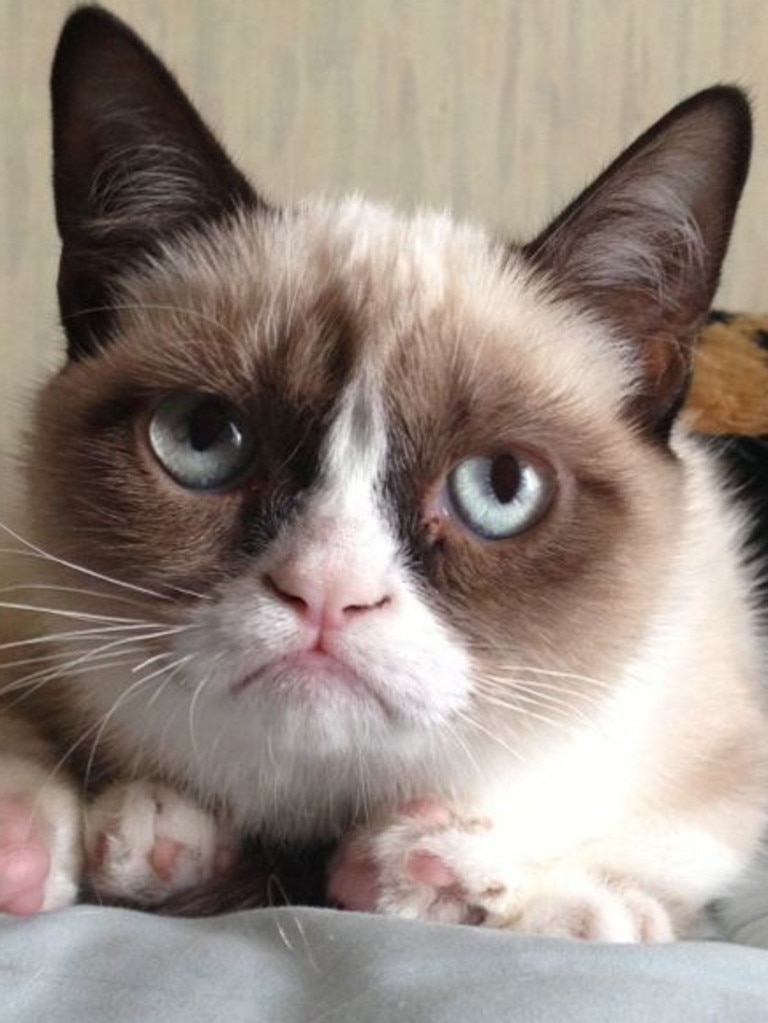 Famous internet animals - Grumpy Cat.