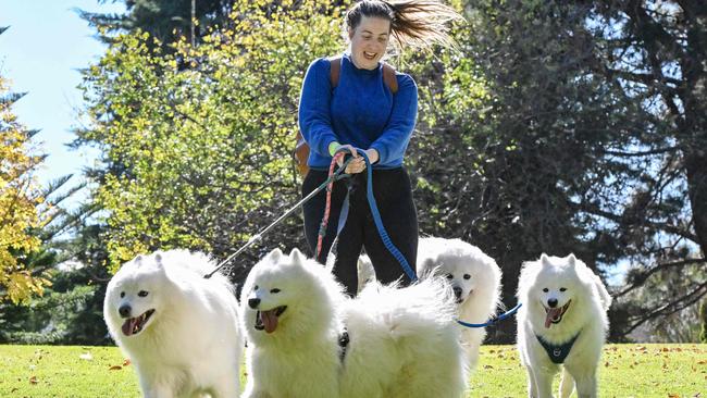 MAY 26, 2024: Rebecca Brook wrangles five Samoyeds at the RSPCA SA's Million Paws Walk 2024. Picture: Brenton Edwards