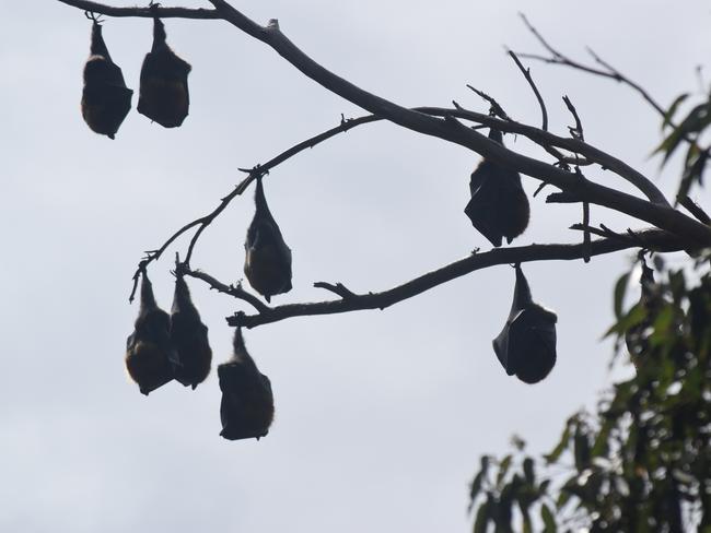 Bats hang out in Parramatta Park. Picture: Stacy Thomas