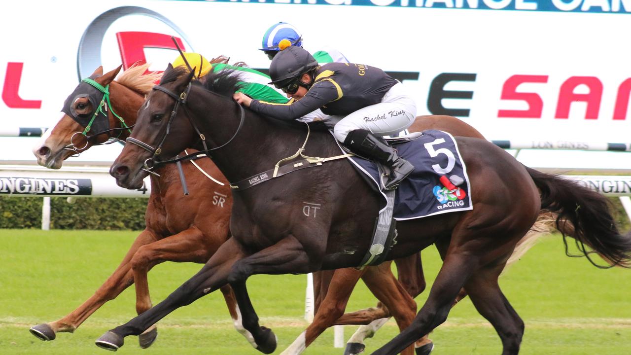 Nicci's Fling hit the line strongly at Kembla last start. Picture: Grant Guy