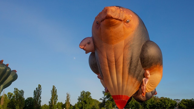 Skywhale sculpture by artist Patricia Piccinini to be featured at the Festival Cairns on September 3 at Cairns showgrounds. Picture: Supplied