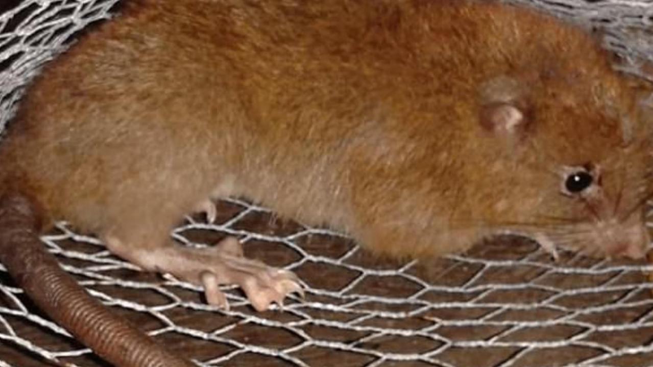 Uromys vika giant rats can crack coconuts with their strong teeth.
