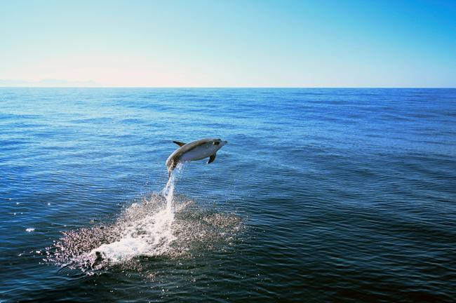 A dolphin (Tursiops truncatus) jumps off the coast of Niteroi, Brazil on June 20, 2024