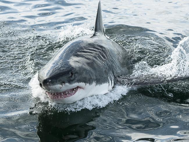 Endangered great white Shark breaching the water in the ocean