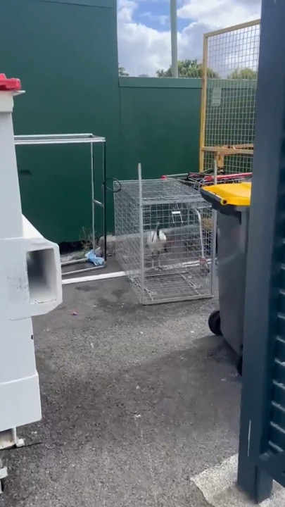 Ibis pictured in cage beside bins at tavern