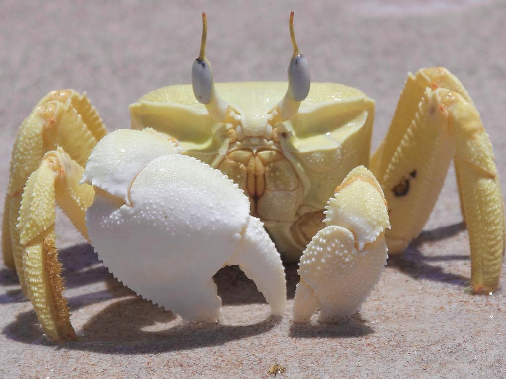 The Socotra yellow crab. Picture: Crooked Compass