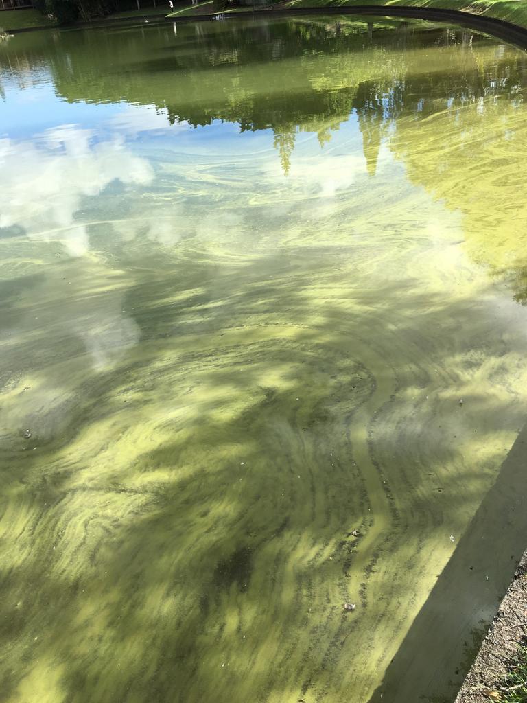 Gold Coast City Council to spend $280,000 to stop algae forming in Lake ...