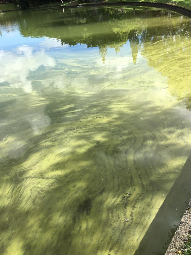 More than 87 tonnes of phoslock will now be dumped into Lake Hugh Muntz at Mermaid Waters which council hopes will stop the algae from forming.