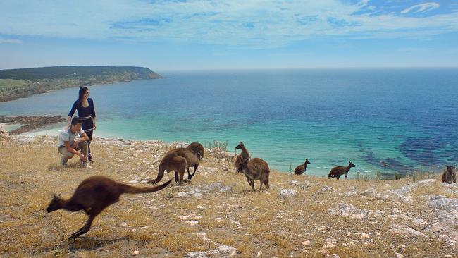 Kangaroos pictured on idyllic Kangaroo Island in South Australia.