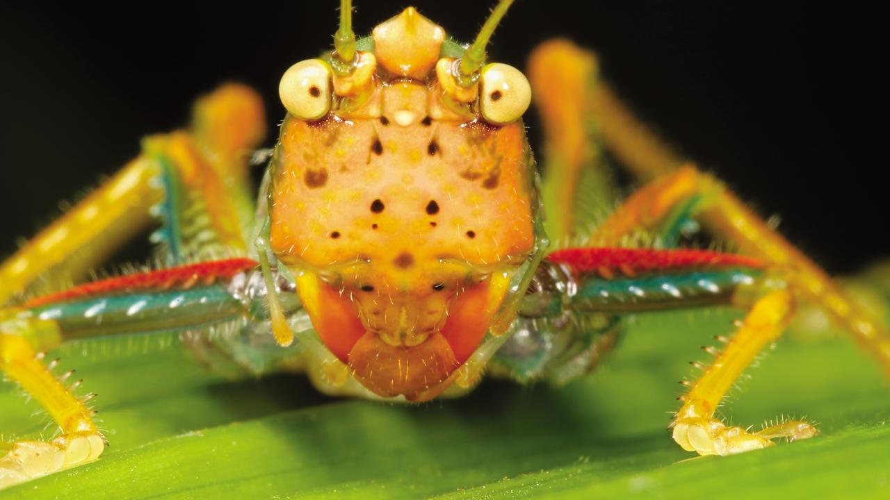 The inquisitive face of a Conehead Katydid (Copiphorini). They have large mandibles which are well suited to a diet of seed eating. Some are opportunistic predators, tackling prey such as caterpillars with their spiny front legs. An image from the book, Minibeasts by Alan Henderson. Picture: Minibeasts/Alan Henderson Minibeasts, is available from www.exislpublishing,com and wherever incredible books are sold.