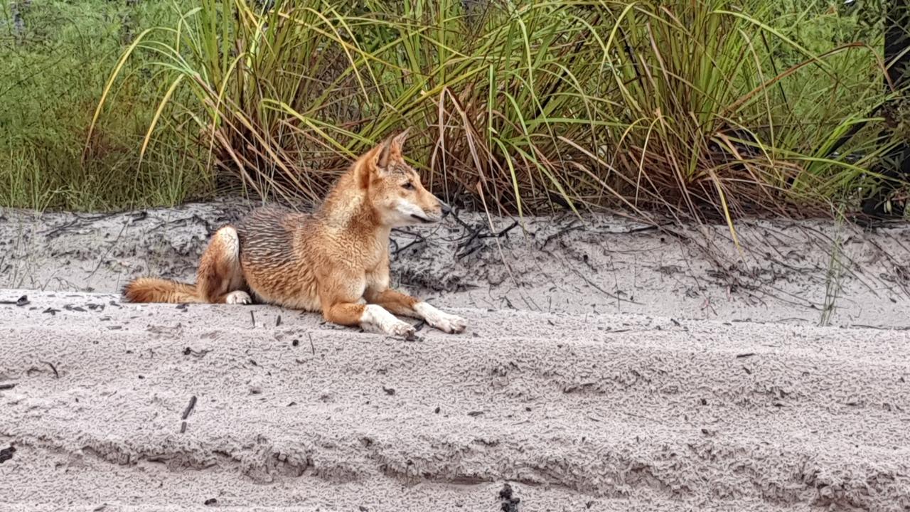 Australia warns of dingo attacks after tourist's bum bitten