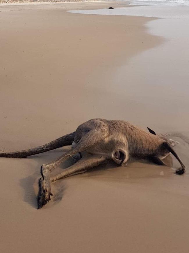 Dead kangaroo north end of Bribie