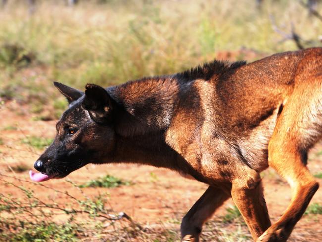 Mayor concerned by wild dog numbers across region