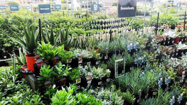 Plants ready for sale in the garden area. Photo: Scott Powick