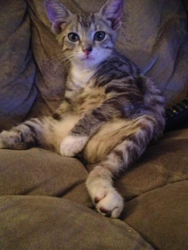 Zelda, as comfortable as ever on her first day home from the shelter. Picture: Lorna Preston