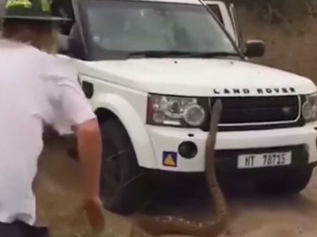 The video shows the snake taking on the car as the driver scampers into the front seat to drive away.