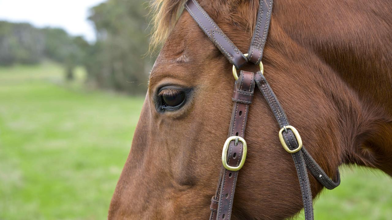 Claire Templeton, 25, Nar Nar Goon, with her new stock horse Lulu. Photo: DANNIKA BONSER