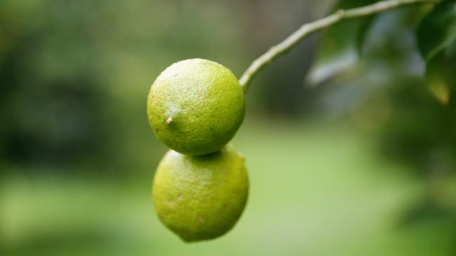 Mexico is the world’s largest producer of limes.