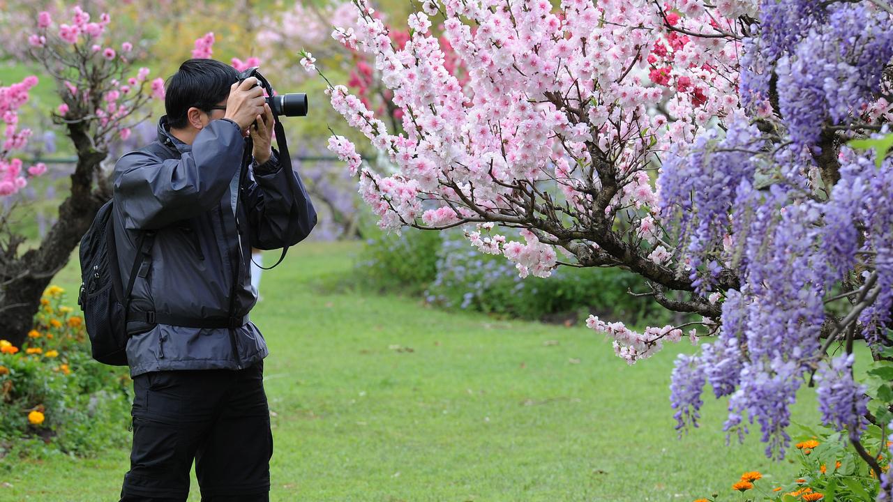 The arresting beauty of the Wistaria Festival returns to Parramatta Park in September.