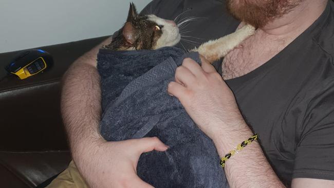 Lilydale cat Leo was found howling and covered in petrol in August. Picture: Supplied.