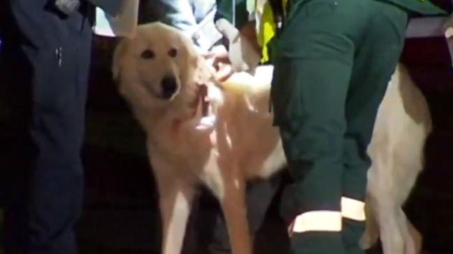 Maremma Powderpuff was allegedly stabbed during a northern suburbs arson attack. Picture: 7NEWS