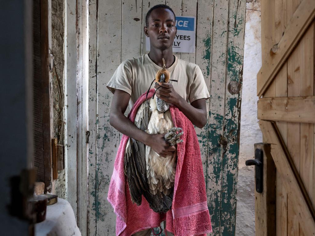 A raptor technician carefully restrains a critically endangered white-backed vulture at the Soysambu Raptor Centre in Nakuru, Kenya. The vulture is being prepared for an X-ray after a previous surgery on a wing injured by a hyena in the Masai Mara National Reserve. Picture: Tony Karumba/AFP