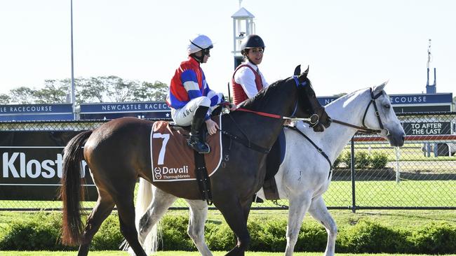 Spring Eagle has a terrific chance to notch career win no.2 at Grafton on Tuesday. Picture: Bradley Photos