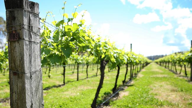 The first rows of Prosecco ever planted in Australia.