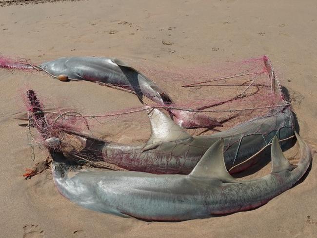 NT Fisheries is investigating three Dwarf Sawfish tangled in fishing netting on Dundee Beach. Picture: Facebook / NT Fisheries