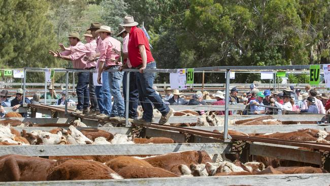 Restockers and feedlots are in the market for young cattle, with restockers paying an average of 959c/kg and feedlots outlaying an average of 848c/kg. Picture: Zoe Phillips