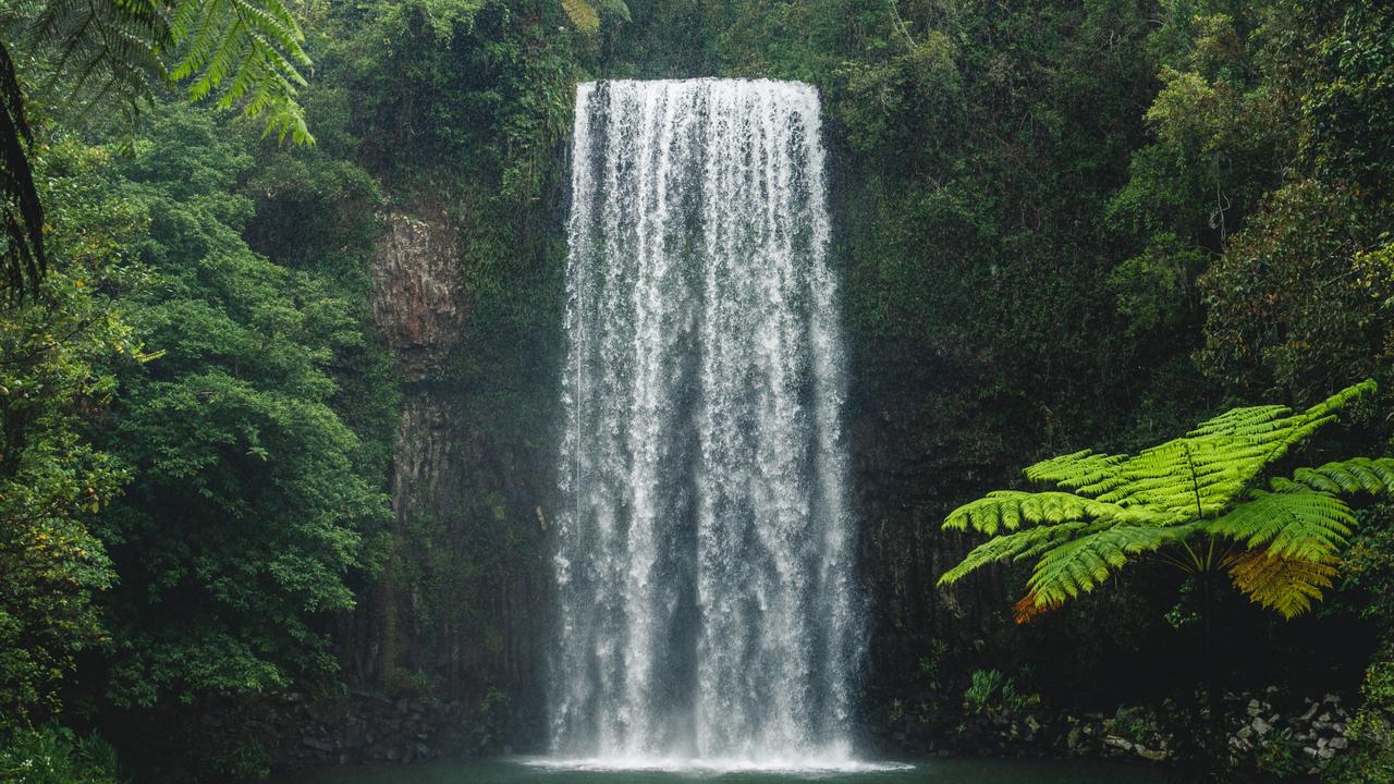 Millaa Millaa Falls with surrounding rainforest and tree fern