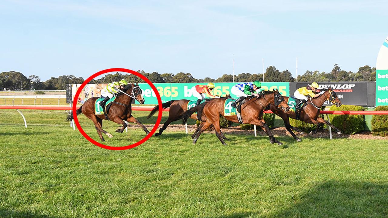 Dismount (circled) closed well behind Play On Words at Tatura last time out and provides plenty of value for punters in his Bendigo assignment on Wednesday. Picture: Racing Photos