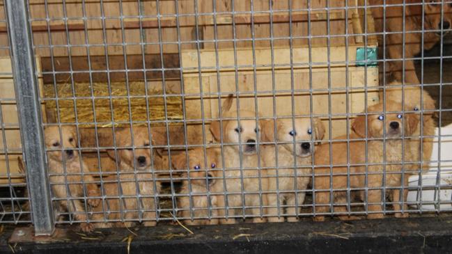 A puppy farmer has told a court the 86 mistreated animals she was allegedly caught with were not hers. Photo: RSPCA