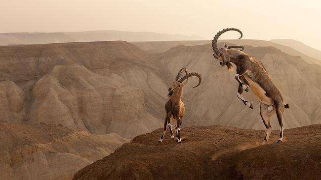 A dramatic cliffside clash between two Nubian ibex in the Zin Desert, Israel. The battle lasted for about 15 minutes before one male surrendered, and the pair parted without serious injury. Picture: Amit Eshel/Wildlife Photographer of the Year