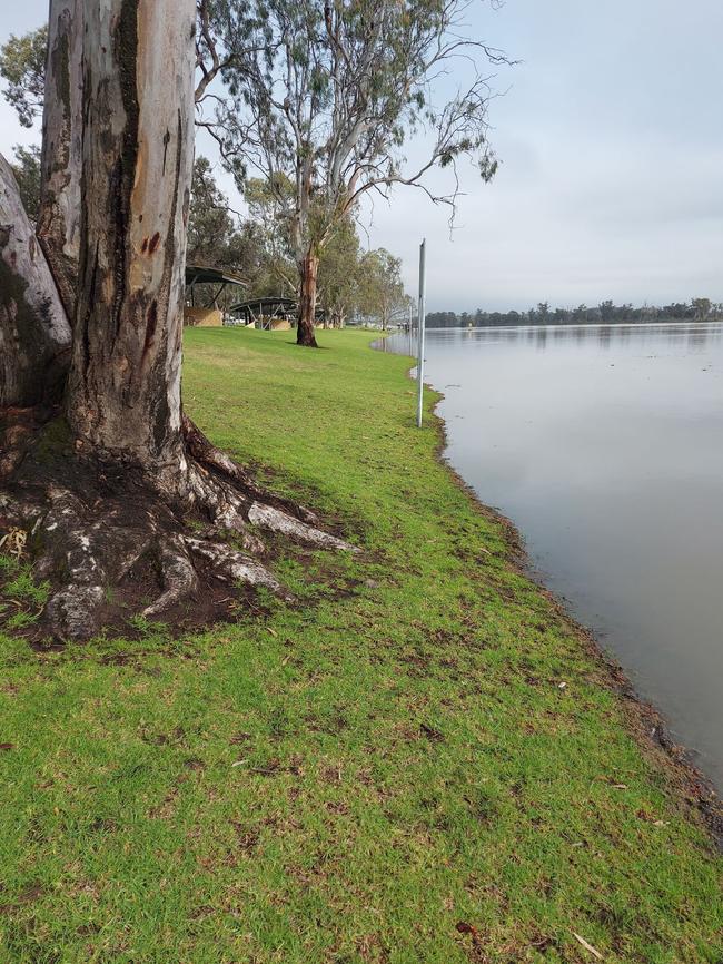 A large tree at the Waikerie riverfront by the jetty prior to river levels rising. Picture: Stephanie Cairns