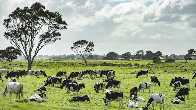 Northern Victoria proved to be Victoria’s most profitable dairy region in 2020-21 while Gippsland boasts the greatest number of farmers. Picture: Zoe Phillips