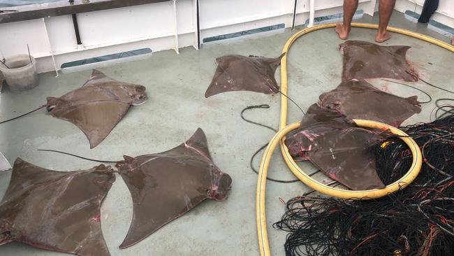 Dead rays found caught in shark nets off a Sydney beach. Picture: Humane Society International (Australia)