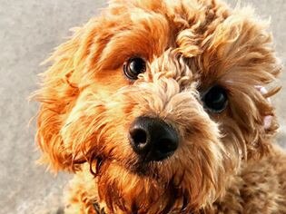 Could we ever resist the big eyes of Mister Marlee? No, no we couldn’t! Submitted by Sarah Beaumont.