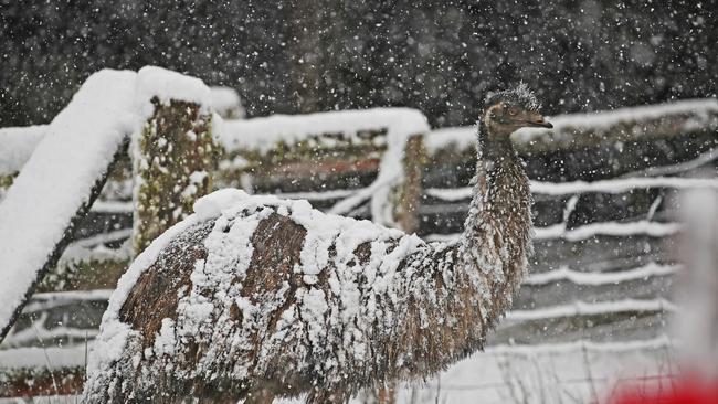 Chook Chook the emu enjoys the snow in Kaoota. Picture: Zak Simmonds