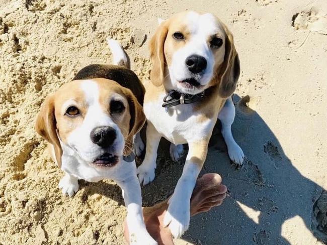 Beans and Maverick the beagles enjoying some doggy daycare time at the beach with Eric Mazzei from Unleashed GC Pty Ltd. Picture: @unleashed.gc