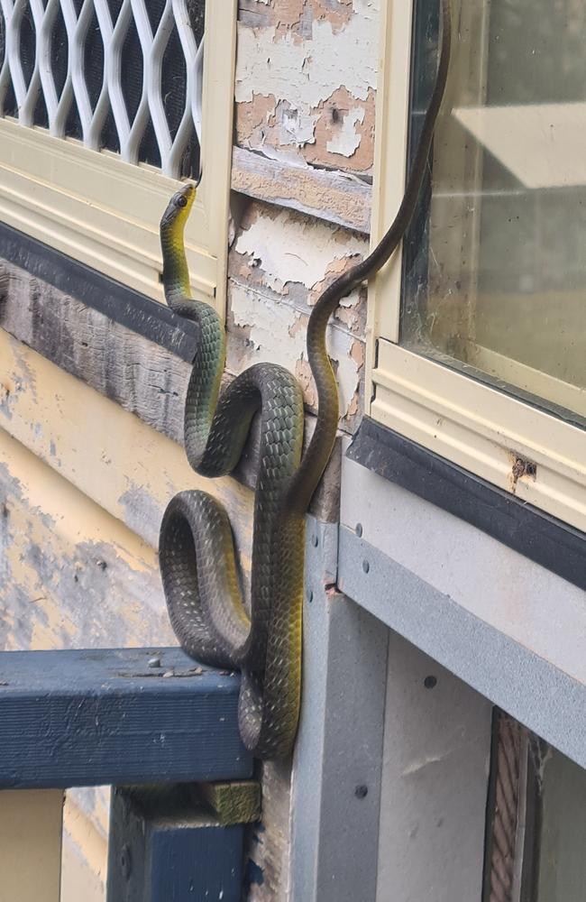 A large common tree snake seeks higher ground, slithering up the side of a home at Cooyar near Toowoomba. PHOTO: Wendy Harry.