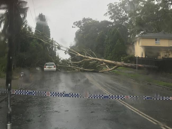 Tree fallen across Rd at Cherrybrook. Picture: NSW SES