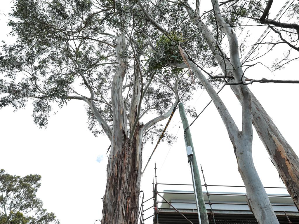 The Hobart council asked for $60,000 to take this blue gum tree down. Picture: Mireille Merlet